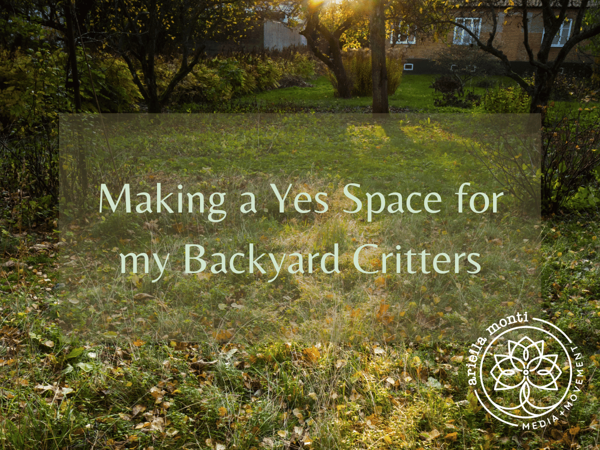 Making a Yes Space for my Backyard Critters